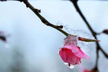 雪花飘眼前谜底