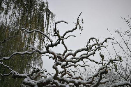 雪落不易是什么意思