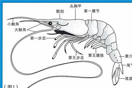 虾的可食部分