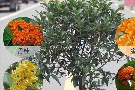 沉香桂花一年四季都不落叶吗