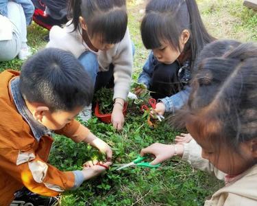 武汉哪里可以挖野菜