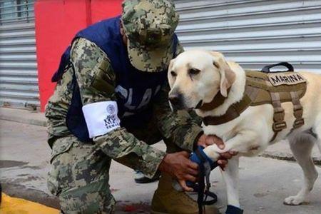 搜尸犬和搜救犬的区别