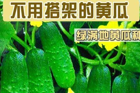 沂棘是蔬菜还是水果