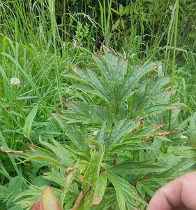 芍药栽根好还是下种子好