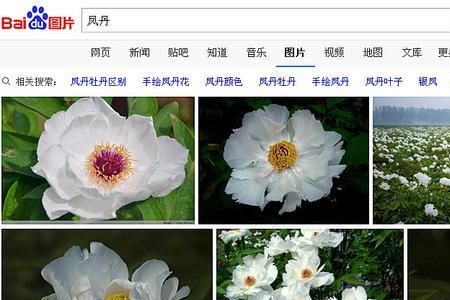 求白花是什么意思