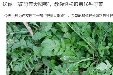 多挖野菜是什么意思