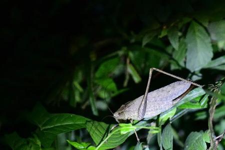 过了白露晚上有虫子出来吗