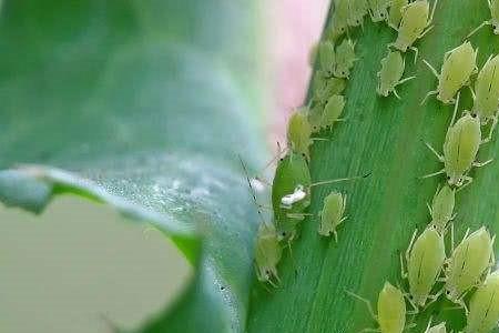 彩叶上面有腻子虫怎么办