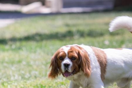 查尔斯犬优缺点