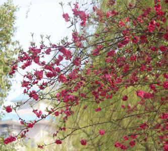 花开小景诗词