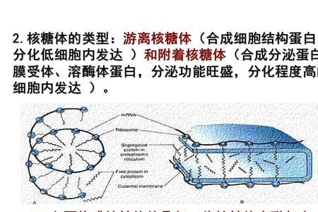 核糖体化学式是什么