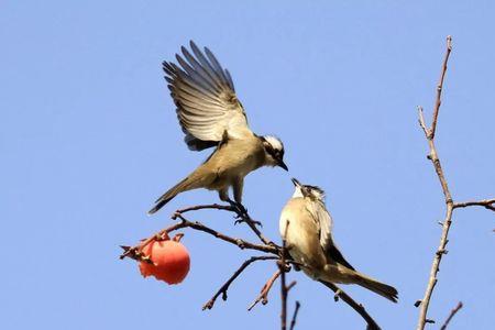 为什么鸟不在柿子树上筑巢