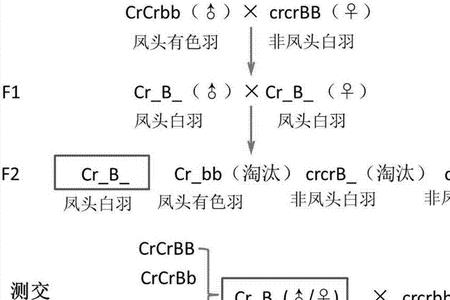 凤头鸭开口喂什么饲料