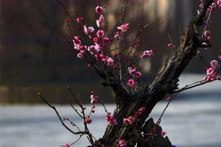 梅花适合用什么叠词