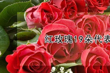 34朵玫瑰花代表什么意思