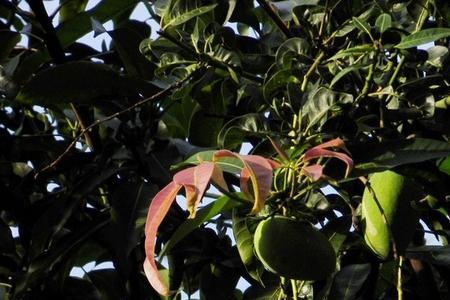 芒果没出成熟时为什么是苦的