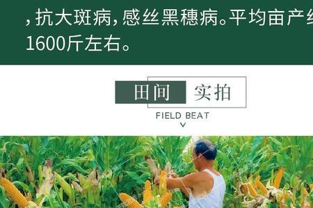 鹏程10号玉米种子怎么样