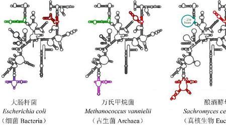 结构差异是什么意思