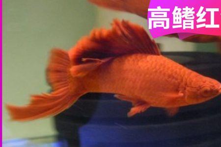 高鳍红剑鱼饲养窍门