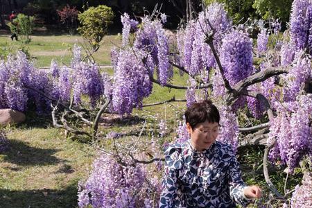 一帘幽梦适合养在家吗