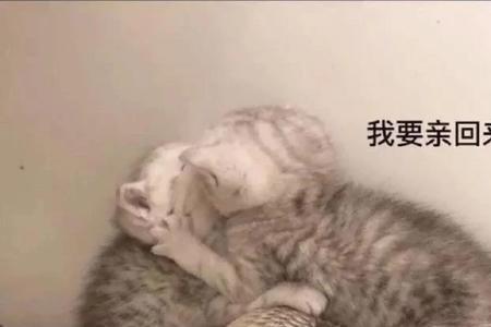 养多只猫猫咪为什么亲你嘴巴