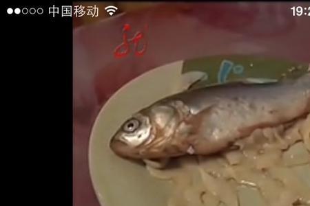 鱼吃生猪肉吗