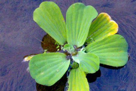 浮萍怎么移植到水里