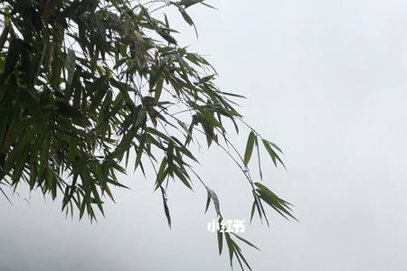 雨连天什么意思