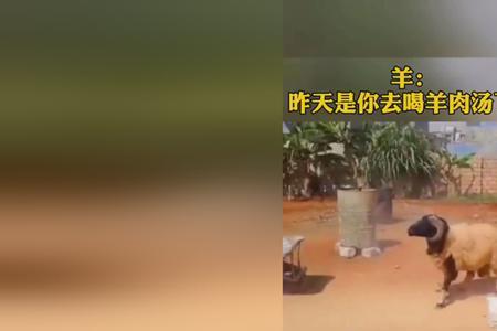 羊会把自己撞死吗