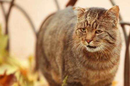 三花猫寿命一般多长