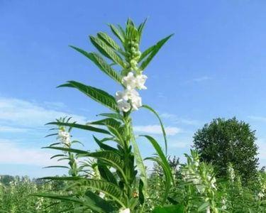 类似芝麻开花节节高祝福语