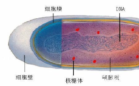 细胞核和原子哪个大