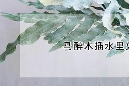 马醉木怎么生根