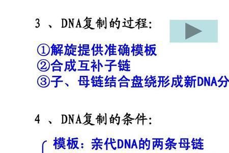 dna复制的产物