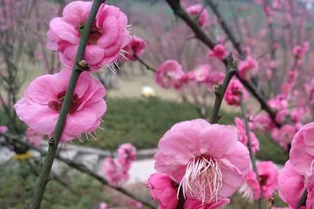 红梅花儿开表达了什么情感