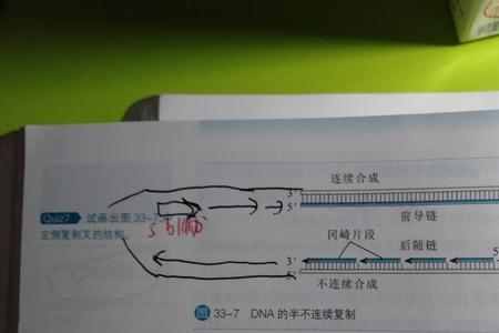 DNA复制的原料是什么