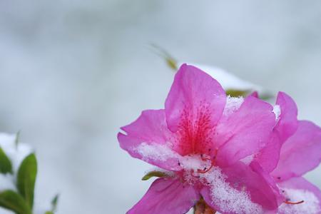 雪中开花是什么意思