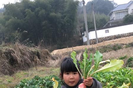 小菜园是安徽哪里的