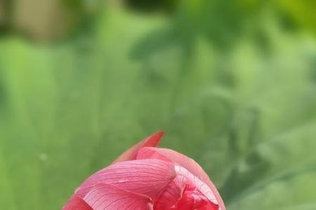 雨去风来花不语什么意思