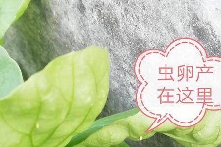 腌酸菜长虫怎么回事