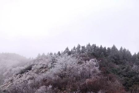 奶白的雪子下句