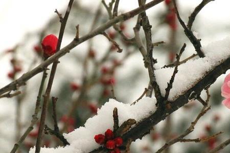 踏雪红梅是什么意思