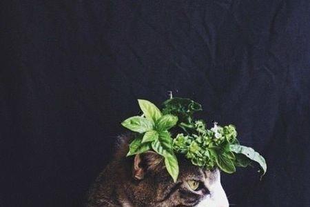 猫玩花怎么办