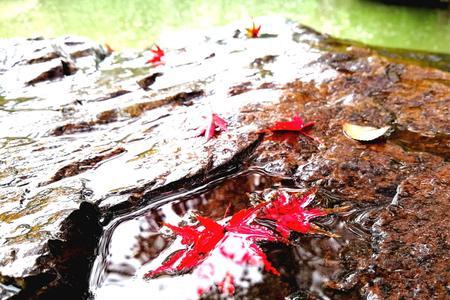 落花流水水无情下句是什么