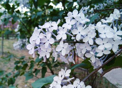 丁香花是在坟前开吗