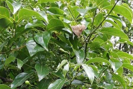 木姜子树秋季可种植吗