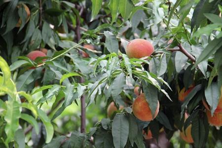 桃树施菜饼方法