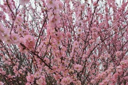 万朵桃花开什么意思