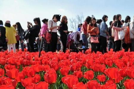 盛开的人不需要赏花怎么回