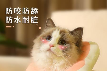 猫咪戴伊丽莎白圈松紧程度